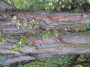 Populus nigra